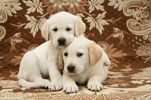 Goldador Retriever pups