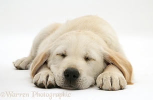 Sleeping Yellow Goldador Retriever pup