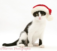 Black-and-white kitten wearing a Santa hat