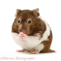 Chocolate-and-white Hamster