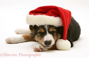 Sleepy Border Collie puppy wearing a Santa hat
