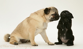 Fawn Pug mother and black pup