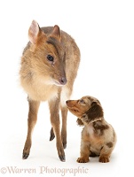 Muntjac deer fawn and Dachshund pup