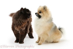 Pomeranian dog and chocolate cat