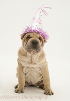 Shar-pei pup wearing a birthday party hat