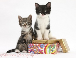Kittens on birthday parcels