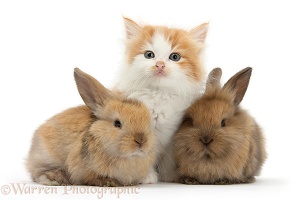 Ginger-and-white kitten baby rabbits