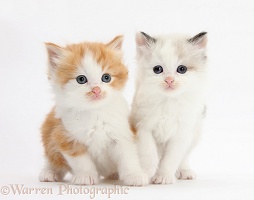 Colourpoint and ginger-and-white kittens