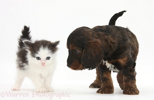 Cockapoo pup and black-and-white kitten
