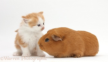Ginger-and-white kitten with red Guinea pig