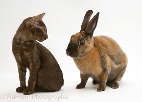Brown Burmese-cross kitten with sooty-fawn Rex rabbit