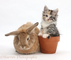 Rabbit and Maine Coon-cross kitten in flowerpot