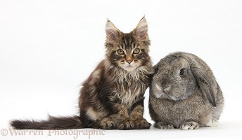 Maine Coon kitten with rabbit