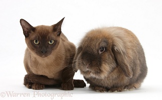 Young Burmese cat and Lionhead rabbit