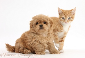 Peekapoo pup and ginger kitten