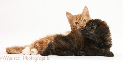 Ginger kitten and red brindle Toy Poodle pup