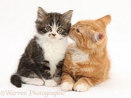 Ginger and Tabby-and-white kittens