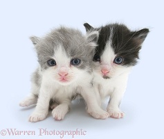 Grey-and-white and black-and-white little kittens