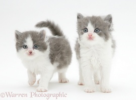 Grey-and-white kittens