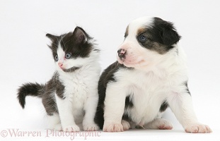Border Collie pup and black-and-white kitten