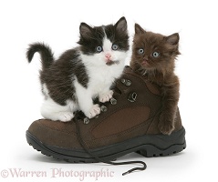 Black-and-white kitten with Chocolate kitten in a shoe