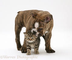 Bulldog pup playing with tabby kitten