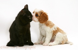 Cavalier King Charles Spaniel pup with a black cat
