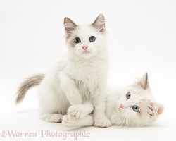 Ragdoll cat and kitten