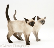 Seal-point and Blue-point Siamese kittens walking together
