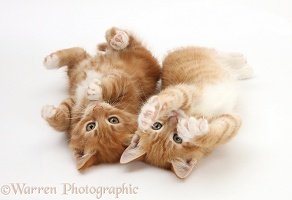 Two ginger kittens lying together on their backs