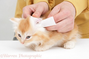 Wiping the ear of a ginger Maine Coon kitten