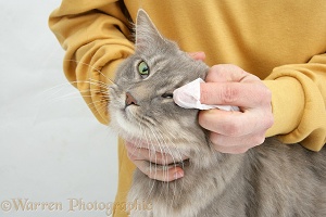 Wiping the eye of a Maine Coon cat