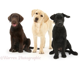 Three different Labrador pups