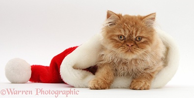 Ginger Persian male kitten in a Santa hat