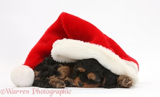 Sleeping black-and-tan Cavapoo pup in a Santa hat