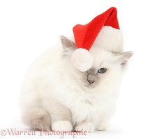 Blue-point kitten wearing a Santa hat