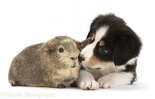 Guinea pig and black-and-white Border Collie puppy