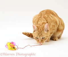 Ginger cat playing with a mouse toy
