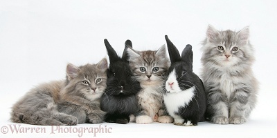 Maine Coon kittens, 8 weeks old, with rabbits