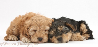 Sleepy Cavapoo pup and Yorkie pup