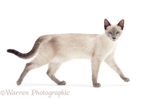 Blue-point Siamese cross cat, walking across