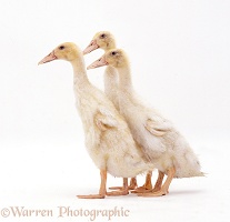 Two Indian Runner ducks, 4 weeks old