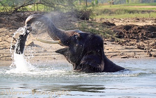 Asian Elephant taking a bath and playing