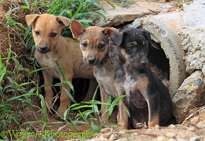 Stray puppies outside their drain pipe hide away
