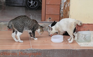 Stray 'club-tailed' cats eating scraps from a plastic bowl