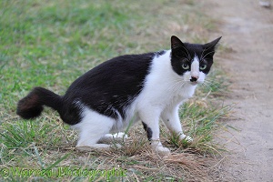 Black-and-white 'club-tailed' stray cat