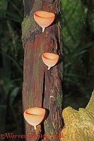 Cup fungi