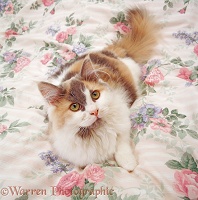 Persian-cross female cat lounging on a quilt