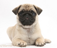 Fawn Pug pup, 8 weeks old, lying with head up