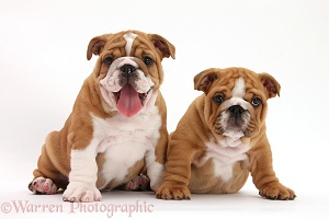 Two Bulldog pups, 8 weeks old